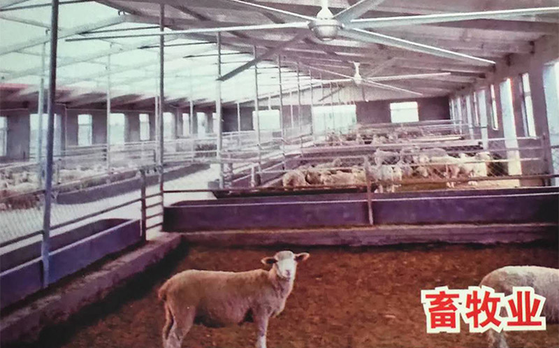 畜牧业大型吊扇.jpg